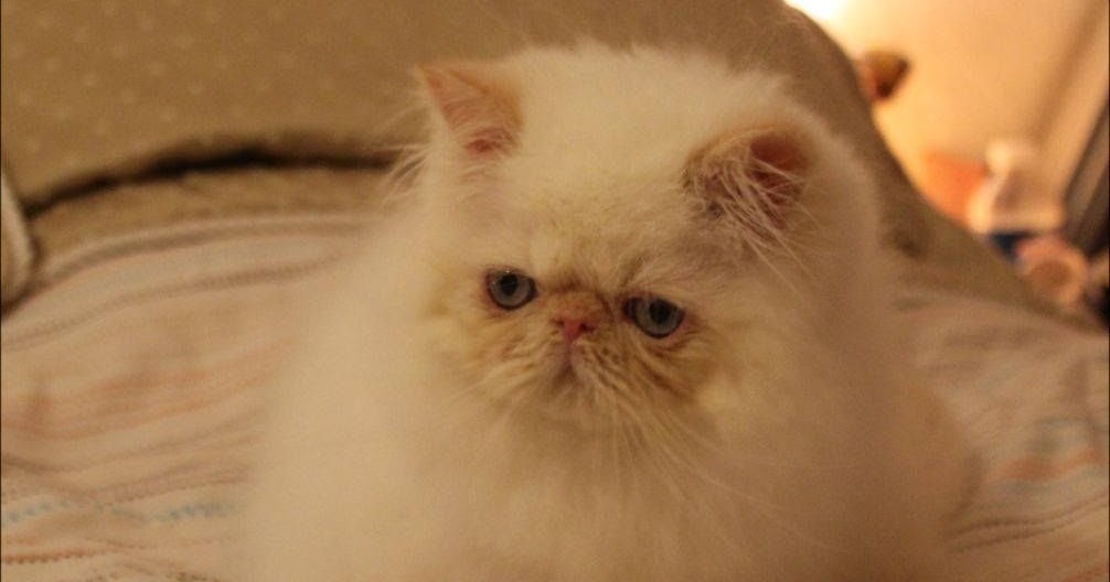 The Kuwait Cats and kittens Adoption and sales email us at