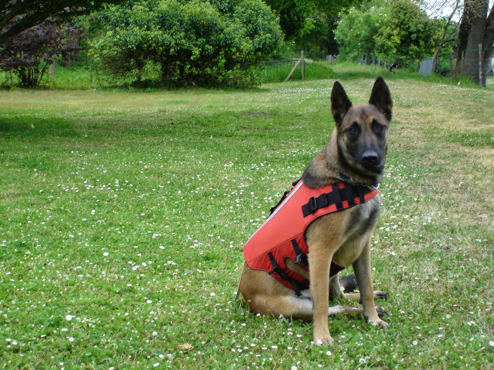 caval-europe-chien-secouriste-rescue-dog