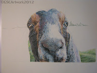 travis nubian goat colored pencil drawing in progress