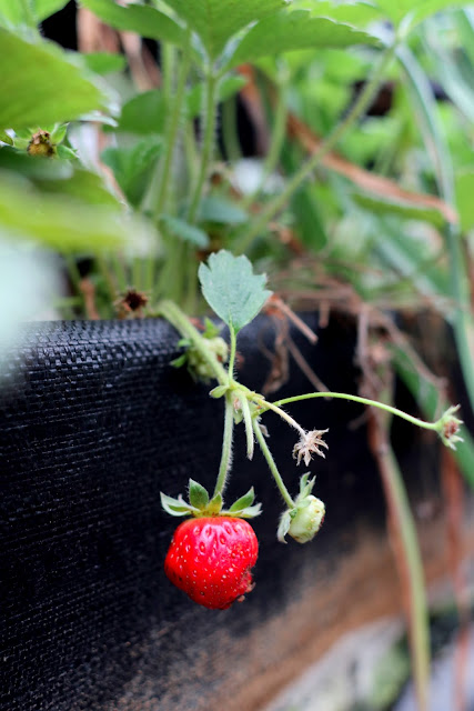 新竹採蕃茄草莓 高平農場