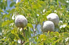 Buah Tunjuk Langit Kat Luar Negara