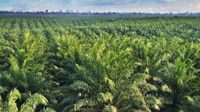 Lowongan Kerja PT. Panca Eka Plantation Group Karir Riau