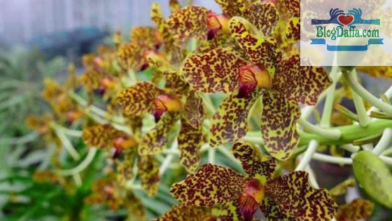Pohon Anggrek Tebu Pohon Anggrek Tebu termasuk flora langka di Indonesia