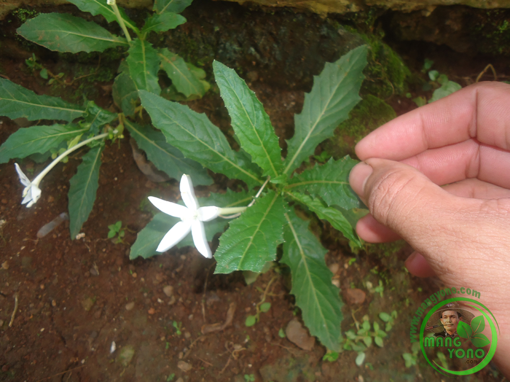 Bunga Korejat Untuk Obat Mata