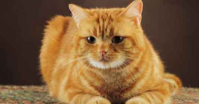Gatti: il loro cervello è superiore a quello umano