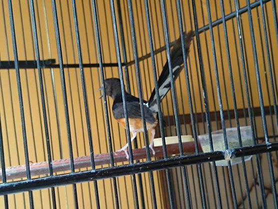 Fram Mas ANAKAN MURAI BATU MEDAN USIA 8 BULAN // Mahar Rp