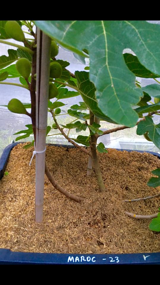 Figs Photo Collection Around the World MAROC 23 ( morocco) Figs