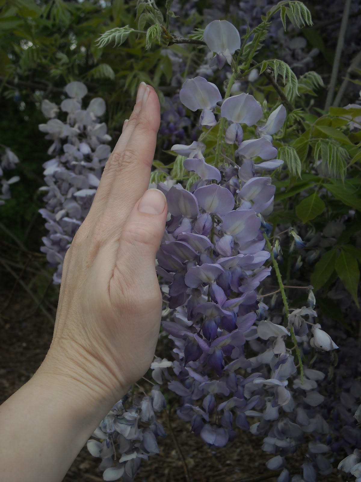 Plants & Places That "grape soda" smell means wisteria