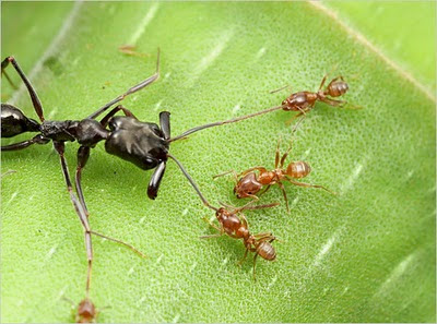 gambar landak semut - gambar landak - gambar landak semut