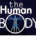 Some facts about human body