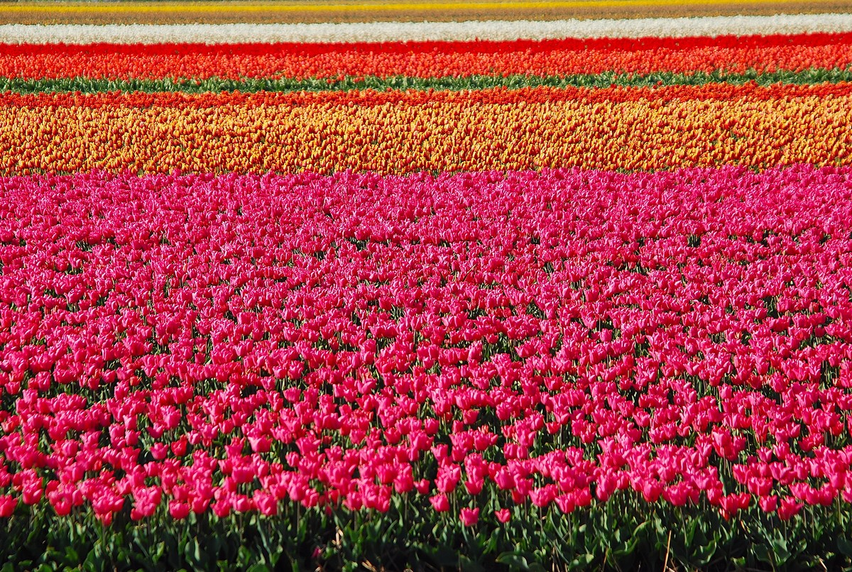 tulipes hollande