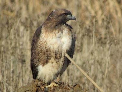 Sacramento National Wildlife Refuge California