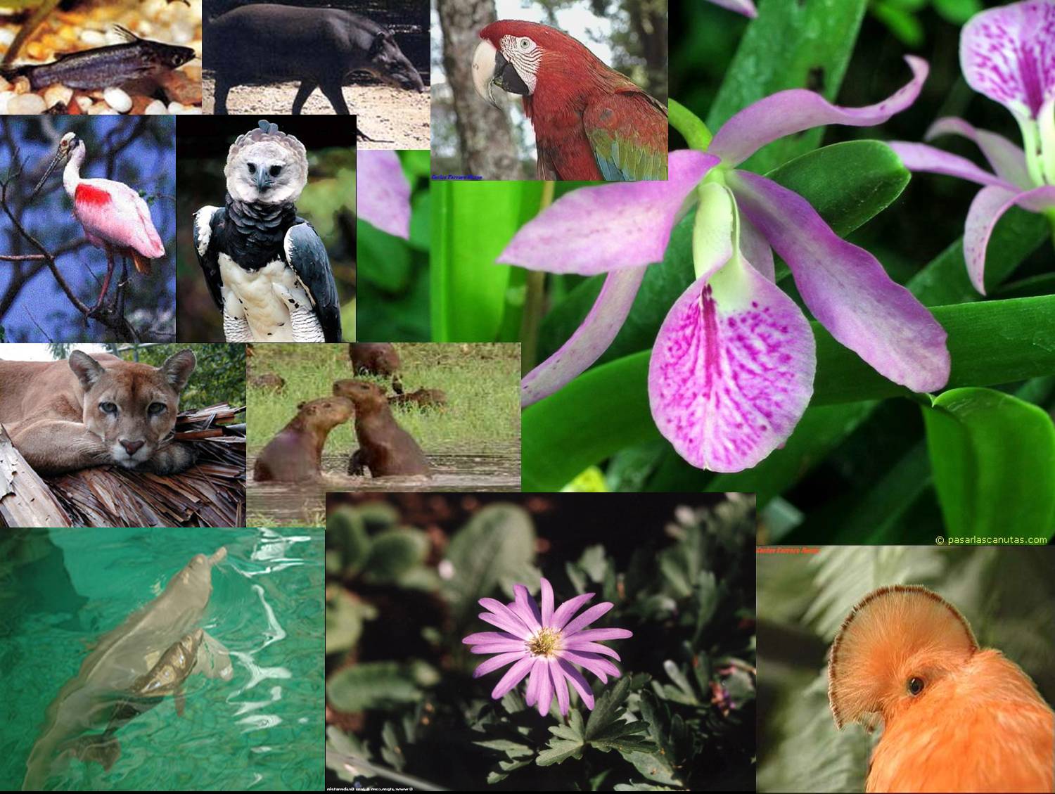 FLORA Y FAUNA DEL ECUADOR