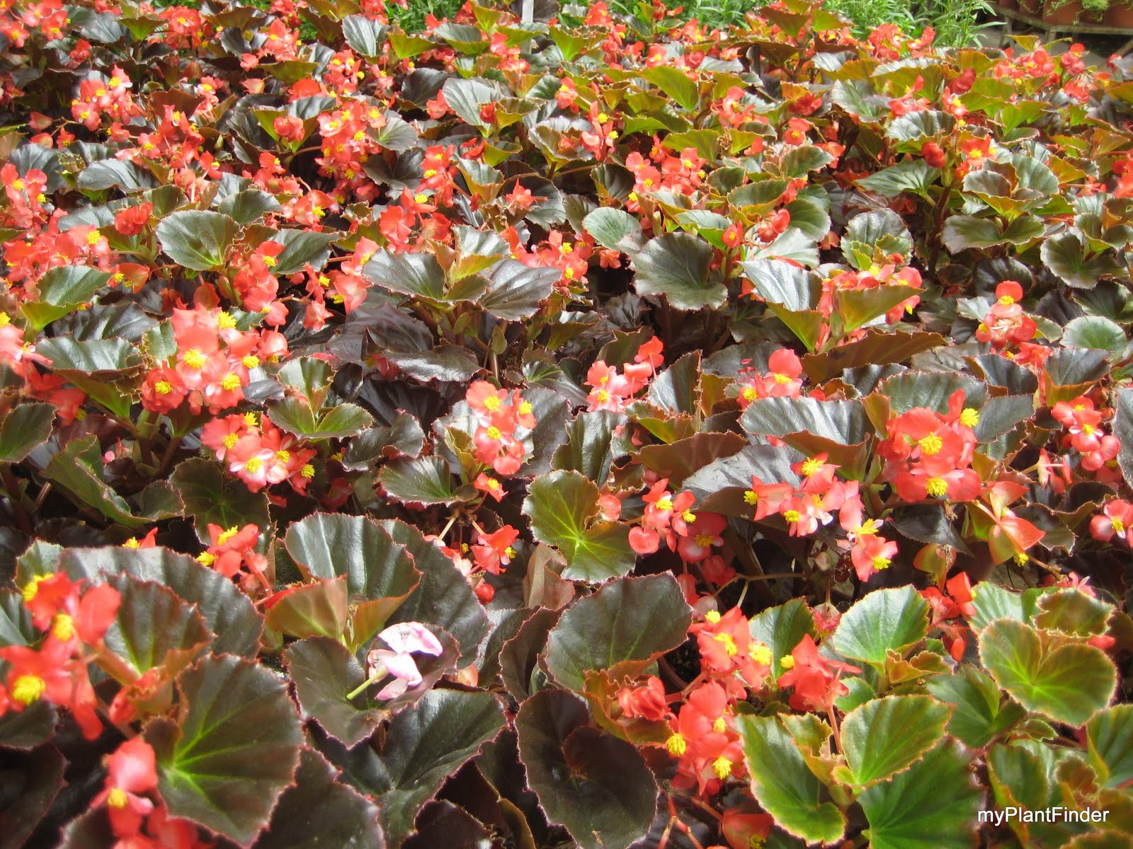 MY PLANT FINDER Plant Guide Begonia x semperflorenscultorum