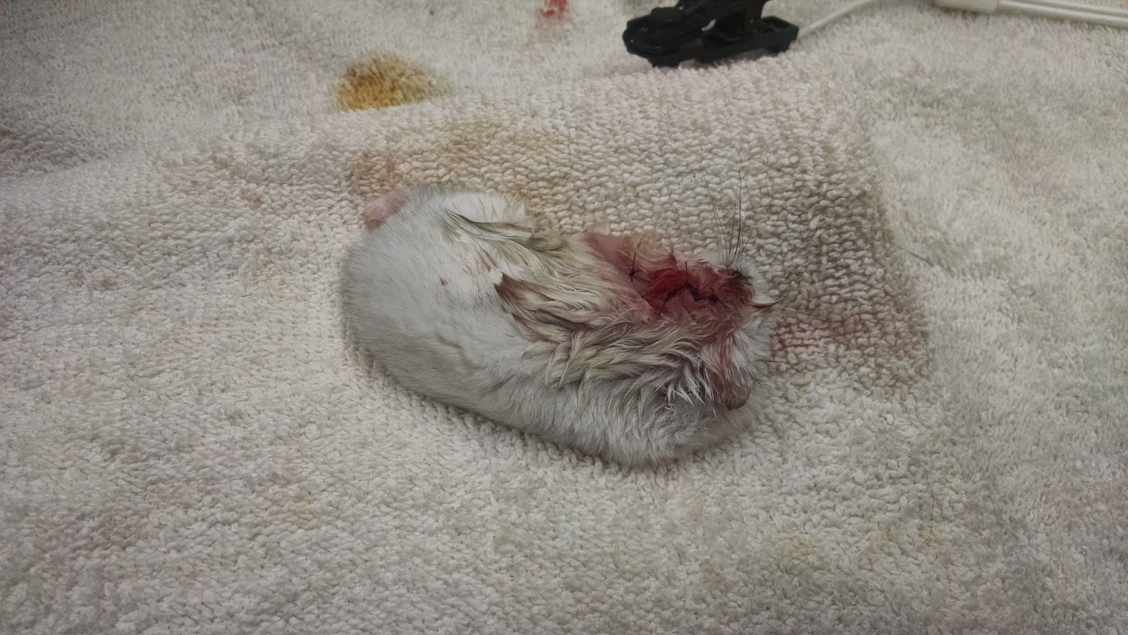 A Vet's Guide To Life: Removing A Hamster's Ear Tumor