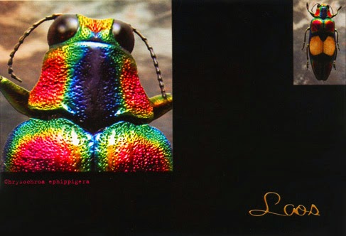 Picture of Lao insect postcard photographed by Xavier Gourmelon 2003