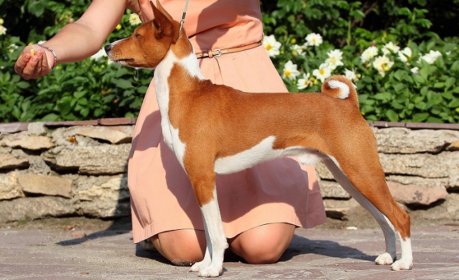 Designer Dog Carriers Designer Dog Carriers
