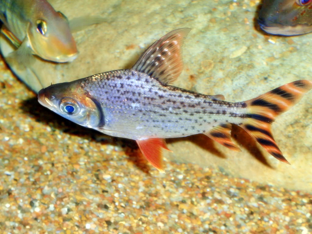 American Flagtail