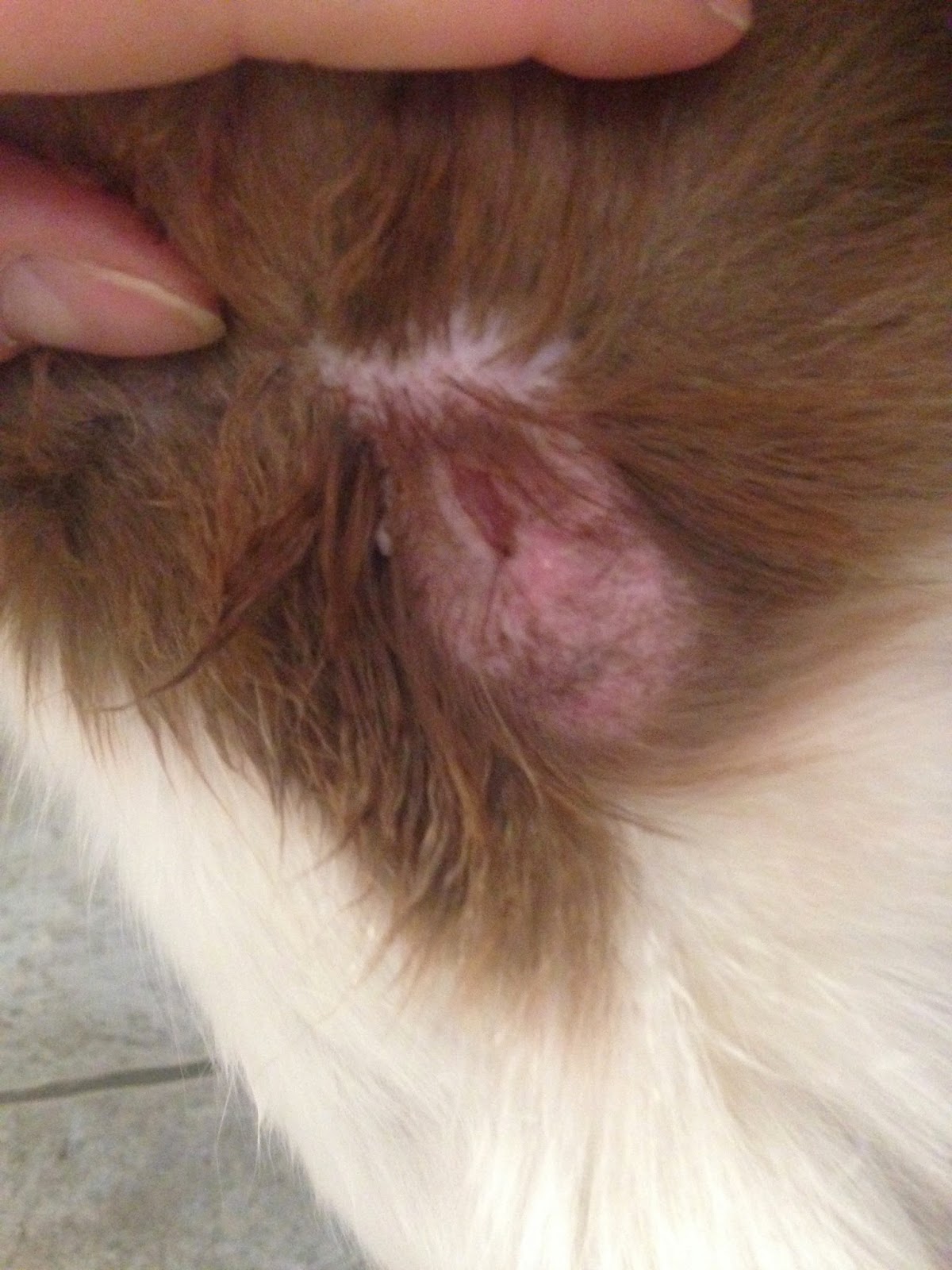 cadet porkhide twists