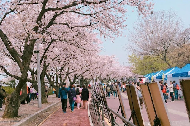 Yeouido Spring Flower Festival (Seoul)