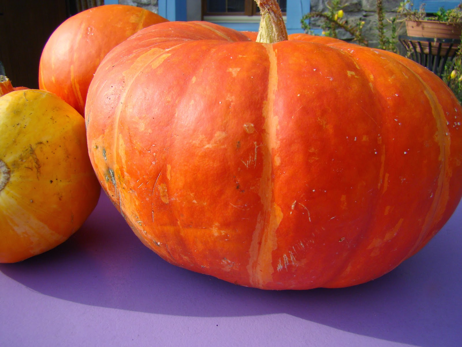 Le jardin de Catherine