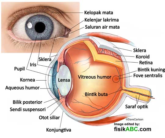 struktur anatomi mata, bagian-bagian dan fungsinya lengkap