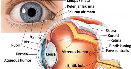 Bagian mata yang mengatur jumlah cahaya yang masuk ke dalam mata adalah ..