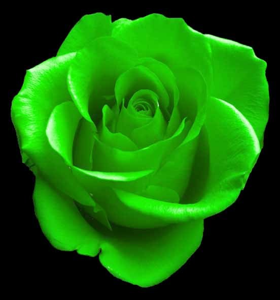Green Rose Flowers Flower HD Wallpapers, Images, PIctures, Tattoos