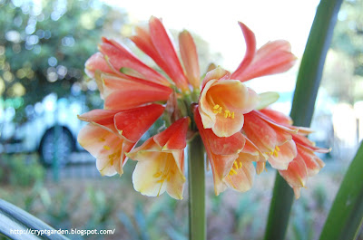 Clivia Interspecific