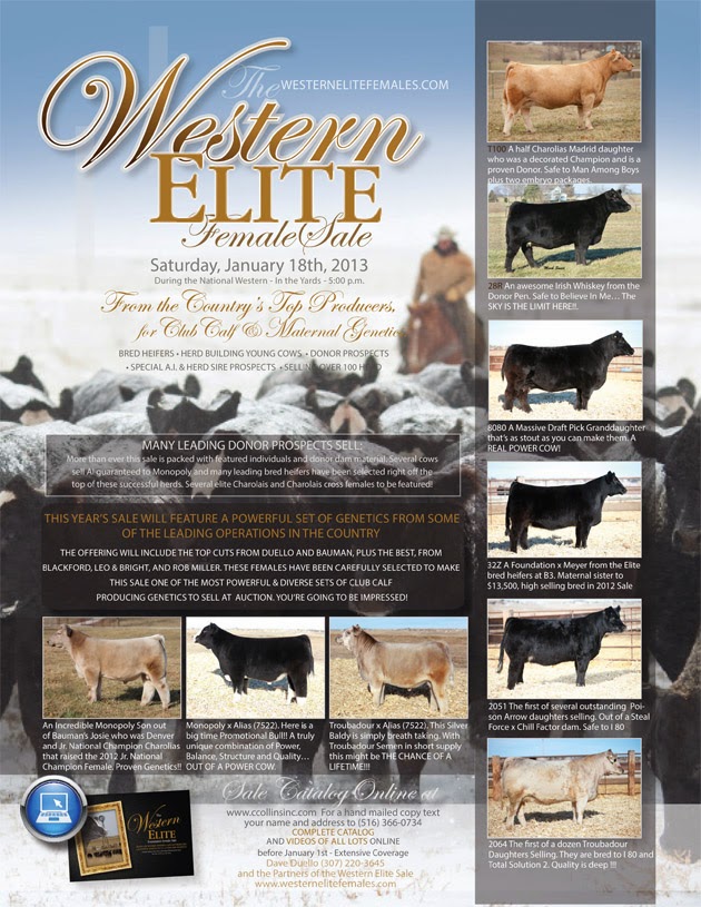 DIAMOND G CATTLE CO. Western Elite Female Sale Jan 18th in Denver!!