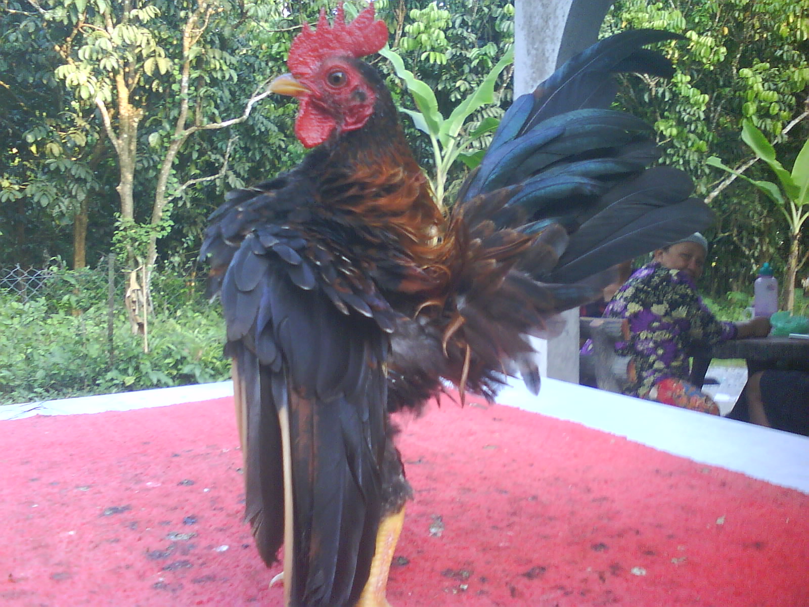 SERAMA TUNGGAL Ayam untuk dijual&hellip;murah2!!