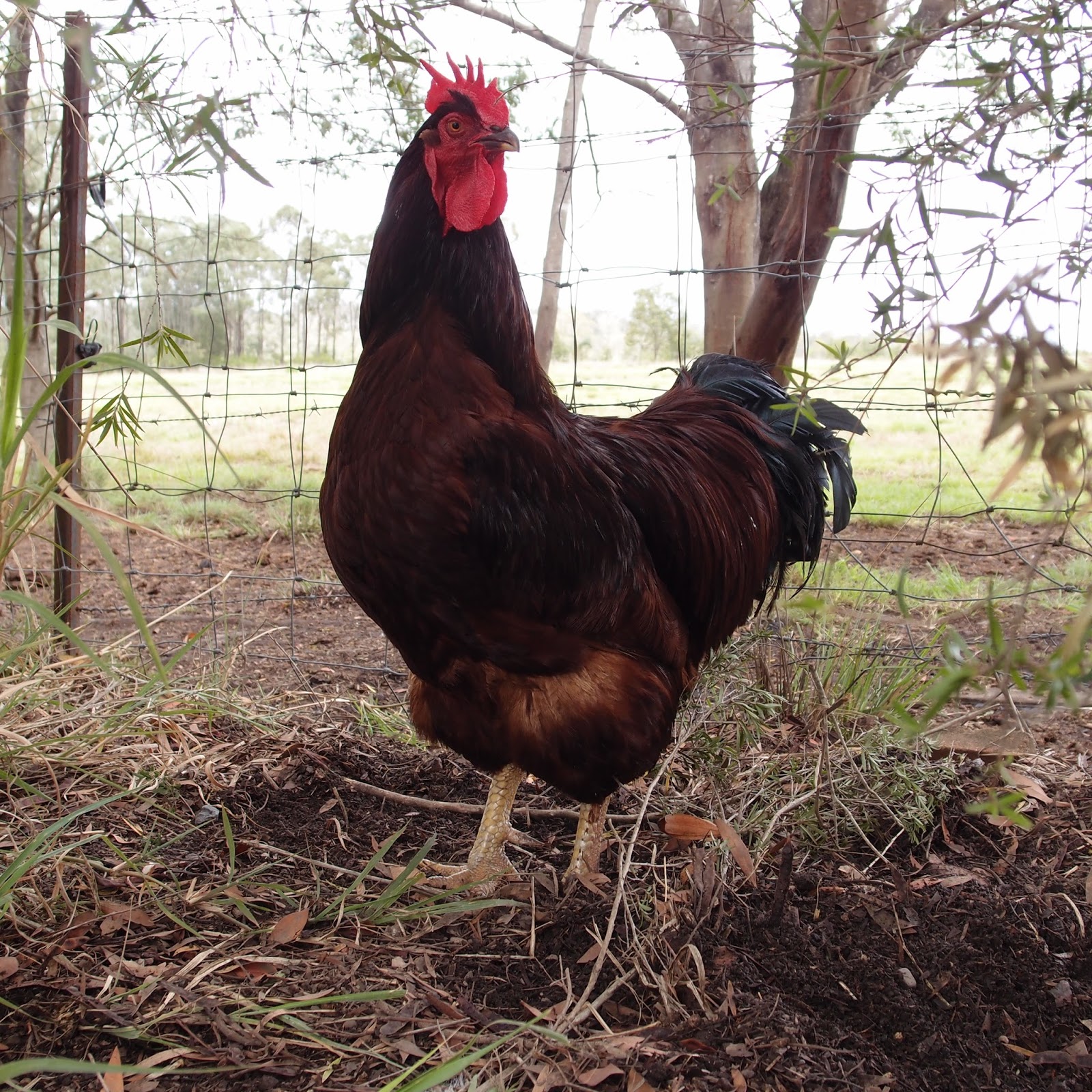 eight acres: keeping more than one rooster