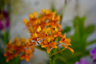 , Mostre primaverili: Horti di Veio e Monteporzio catone 2017, diarid'orchidee