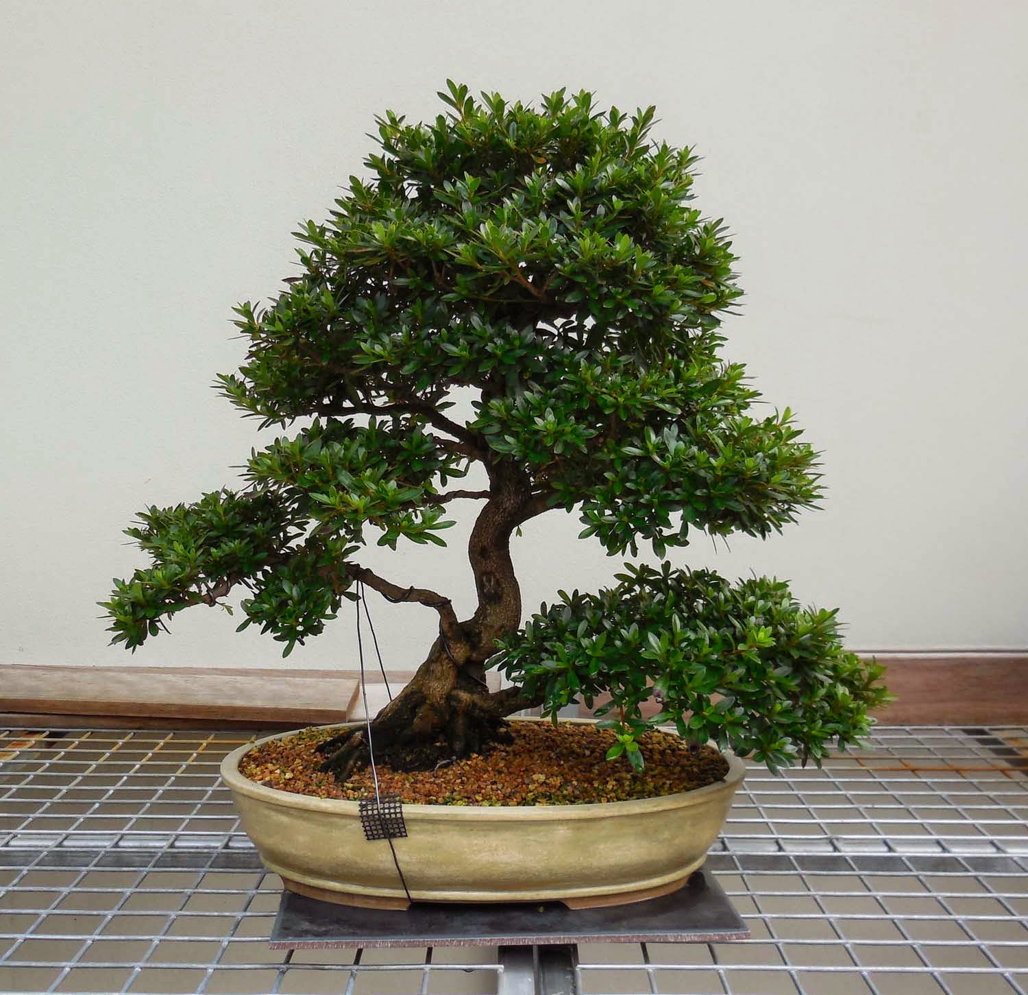 Stephen Cullum's Bonsai & Pottery Post 147 Revisit Canberra Arboretum