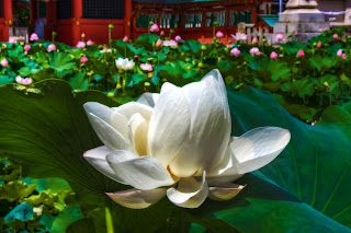 Lotus Flower HD wallpapers