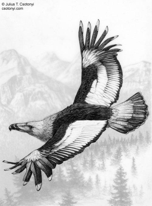gambar burung garuda terbesar - foto hewan - gambar burung garuda terbesar