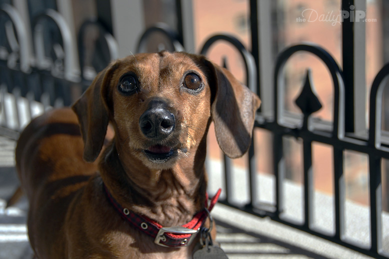 The Specials: Dog with Autoimmune Issues Adopting a dog with an autoimmune issues