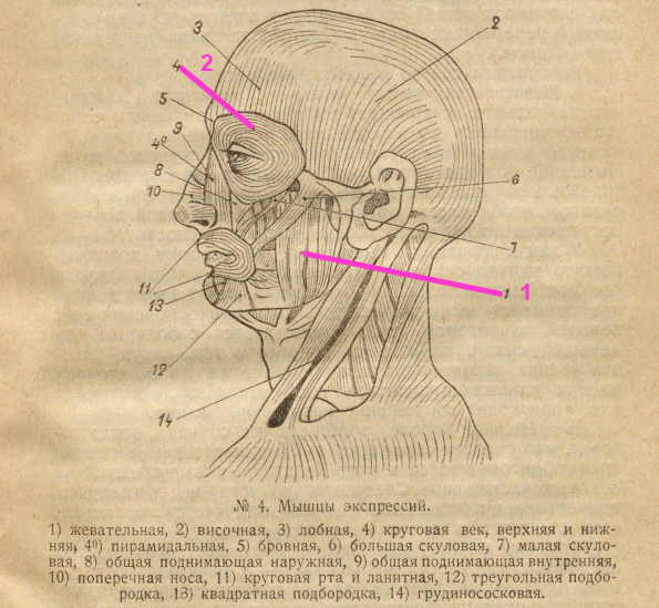 схема расположения лицевых мышц
