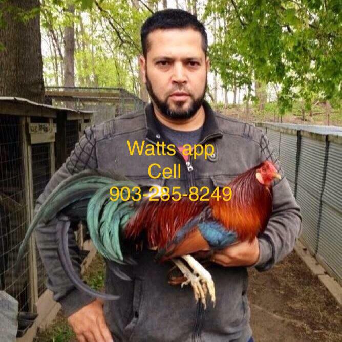 Gallos Y Galleros Nuevo Entrevista A Alfredo Flores De Iron Creek alfredo flores de iron creek