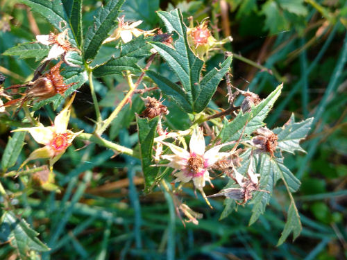 Rubus laciniatus
