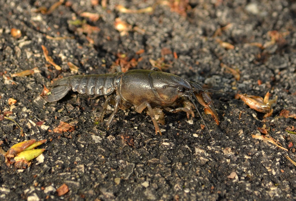 Woods Walks and Wildlife: May 2015