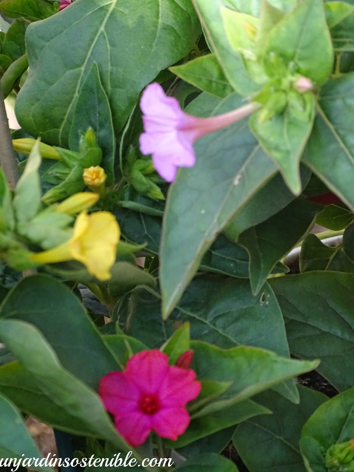 Mirabilis jalapa (Don Diego de noche, Don Pedros, Periquitos etc.)