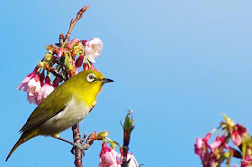 Mejiro, bird, White-eye,cherry blossoms
