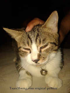 tuanmeong kucing muntah busa kucing muntah busa dan cara mengobati