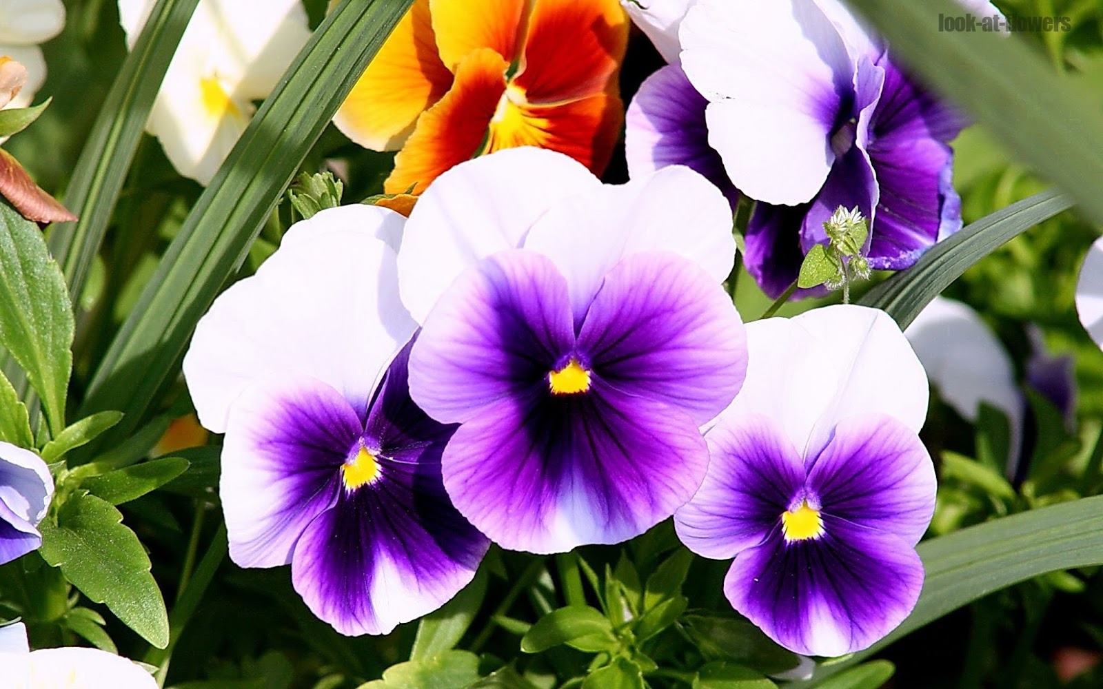 Pansy flowerPictures of flowers