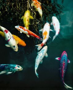 fish images
