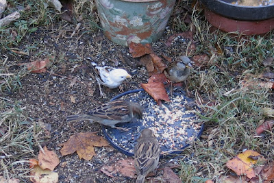 leucistic house sparrow, November 18, 2016, 8:44:06 AM