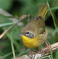 Common Yellowthroat