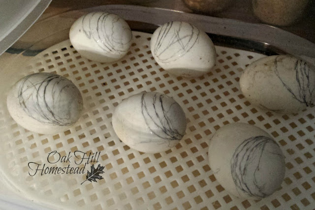 Muscovy eggs in incubator