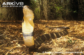 Snakes Biggest King Cobra Snake